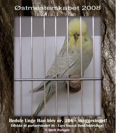 Images: Bedste Unge Han - AV.JPG Images: Bedste Unge Han - AV.JPG