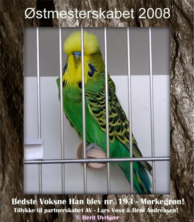 Images: Bedste Voksne Han - AV.JPG Images: Bedste Voksne Han - AV.JPG