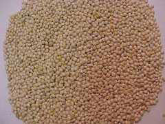 Images: hvidhirse.jpg Images: hvidhirse.jpg
