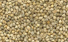 Images: japanhirse.jpg Images: japanhirse.jpg