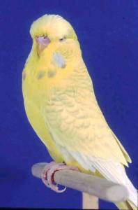 Images: lacewing3.jpg Images: lacewing3.jpg